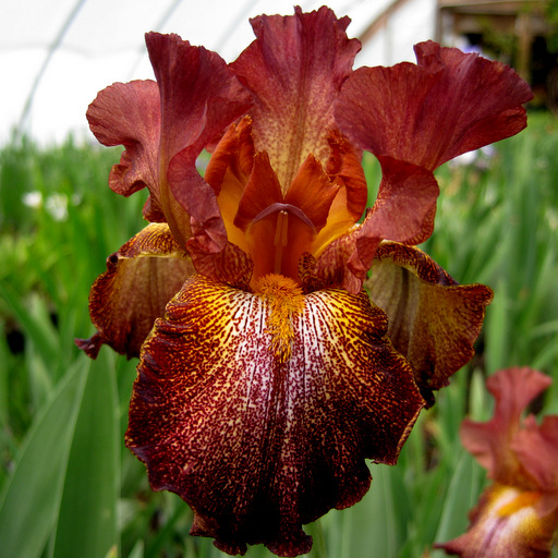 Iris hyb 'Cancan Red'